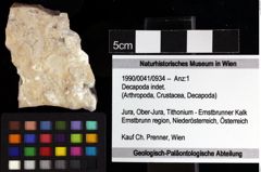 Foto (Objket + Etiketten) von Decapoda indet. 